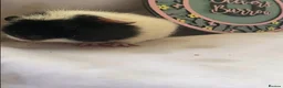 Guinea Pig rodents for sale: Beautiful baby guineapigs  - Advert 4