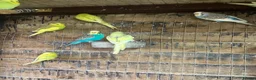 Budgerigars birds for sale: Budgies for sale Ipswich - Advert 2