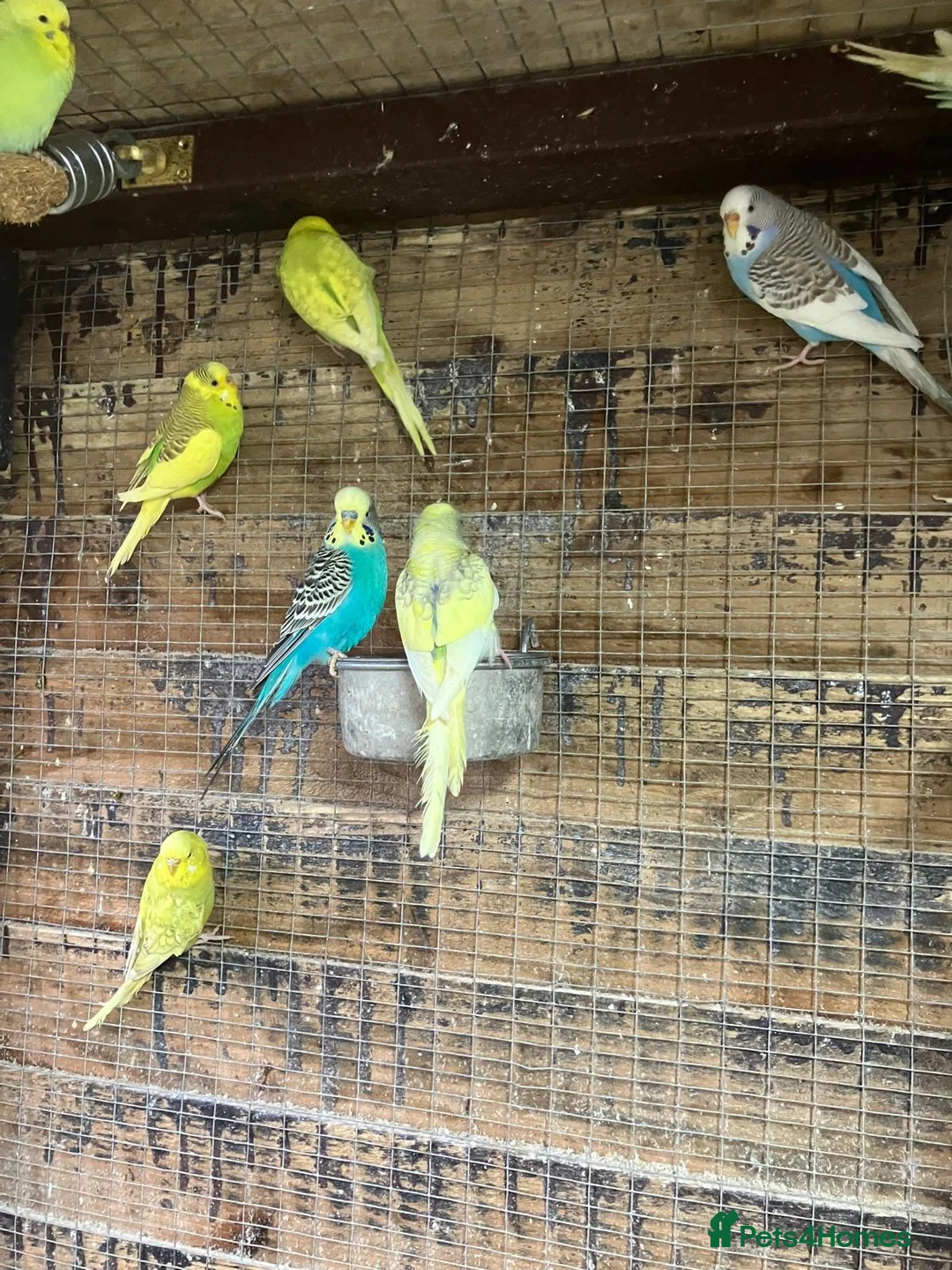 Budgerigars birds for sale: Budgies for sale Ipswich - Advert 2