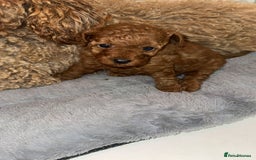 Toy Poodle dogs for sale: 🐩 Beautiful Deep Red Toy Poodle Puppy - Image 2