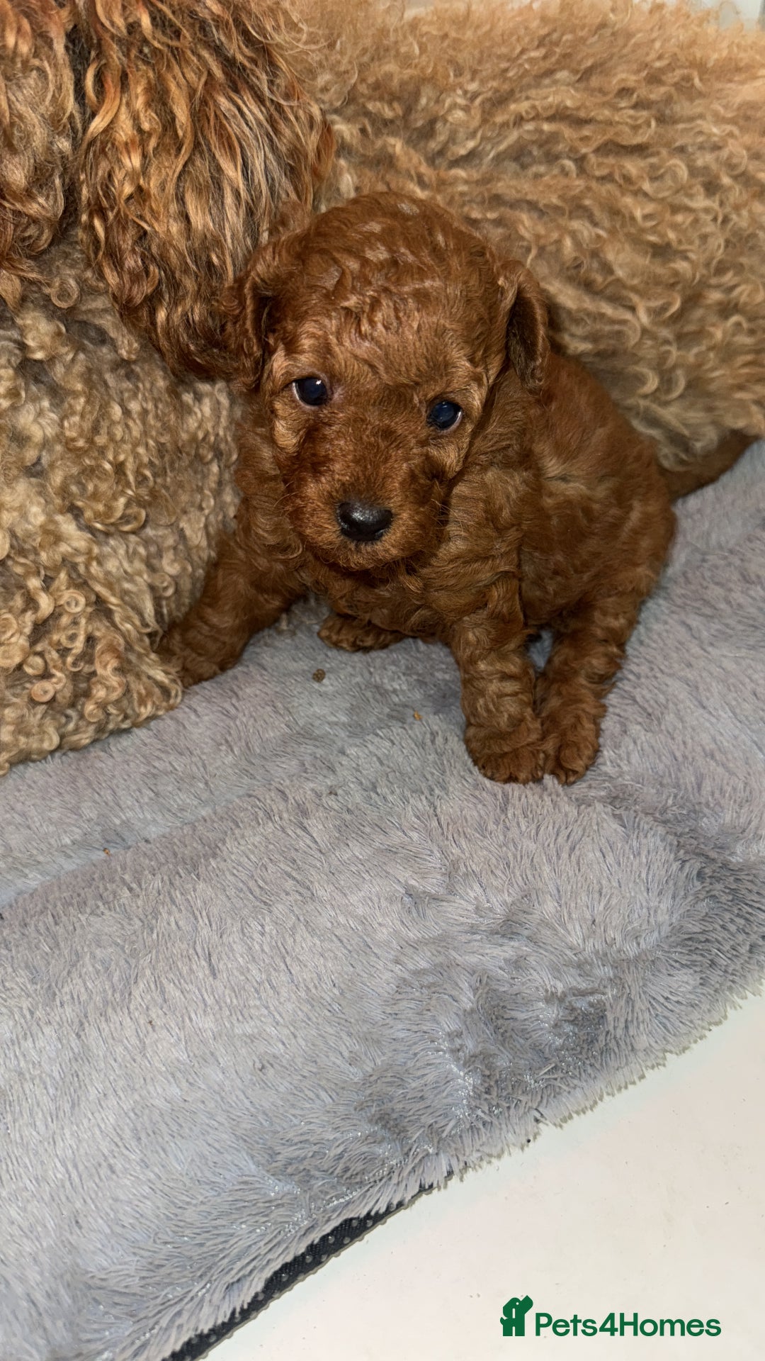 Toy Poodle dogs for sale: 🐩 Beautiful Deep Red Toy Poodle Puppy - Image 2