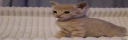 British Shorthair cats for sale: Stunning British short hair kittens - Advert 35