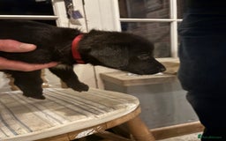 Mixed Breed dogs for sale: Bedlington x whippet puppies - Image 2