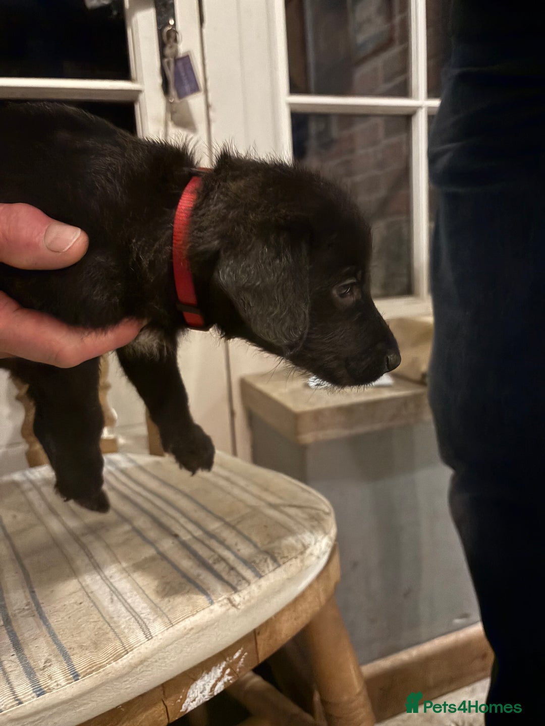 Mixed Breed dogs for sale: Bedlington x whippet puppies - Image 2