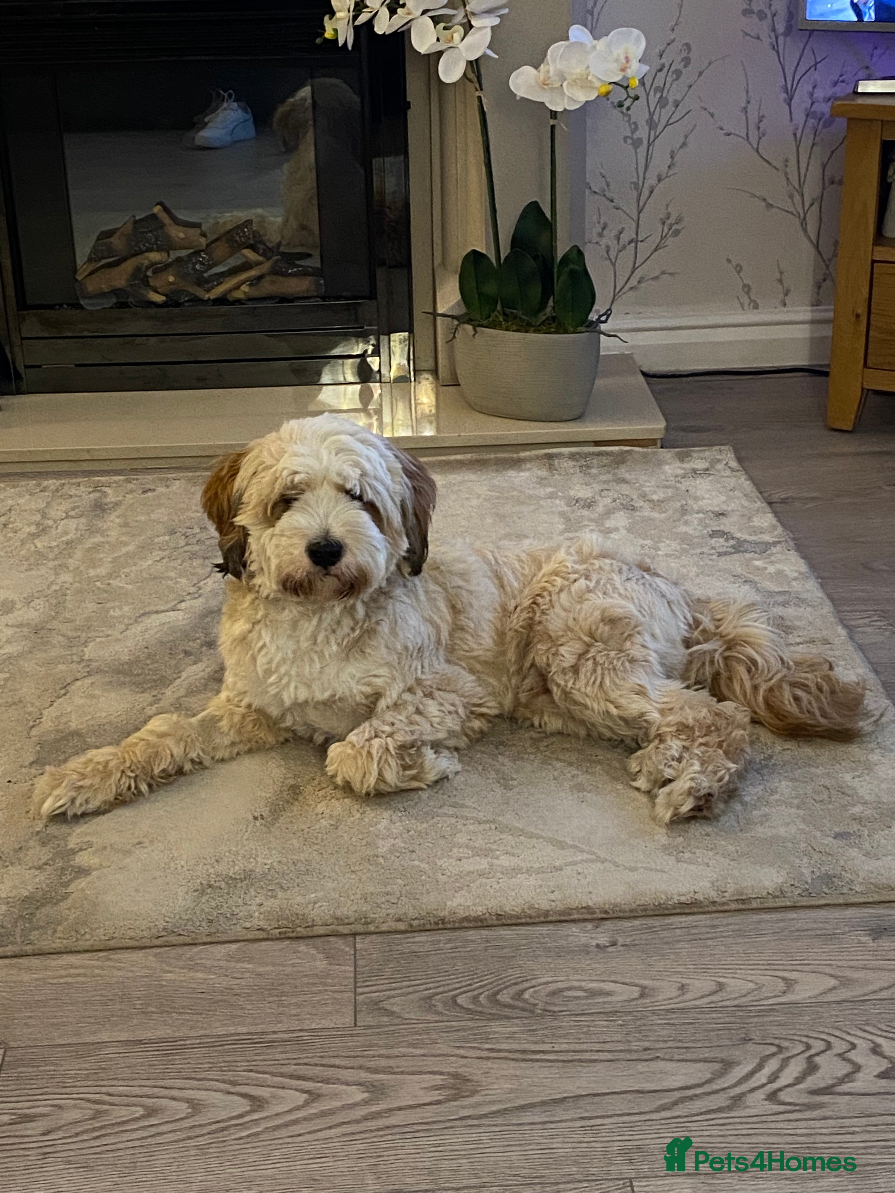 Tibetan Terrier dogs Excellent KC Reg Proven Tibetan Terrier for Stud - Advert 1
