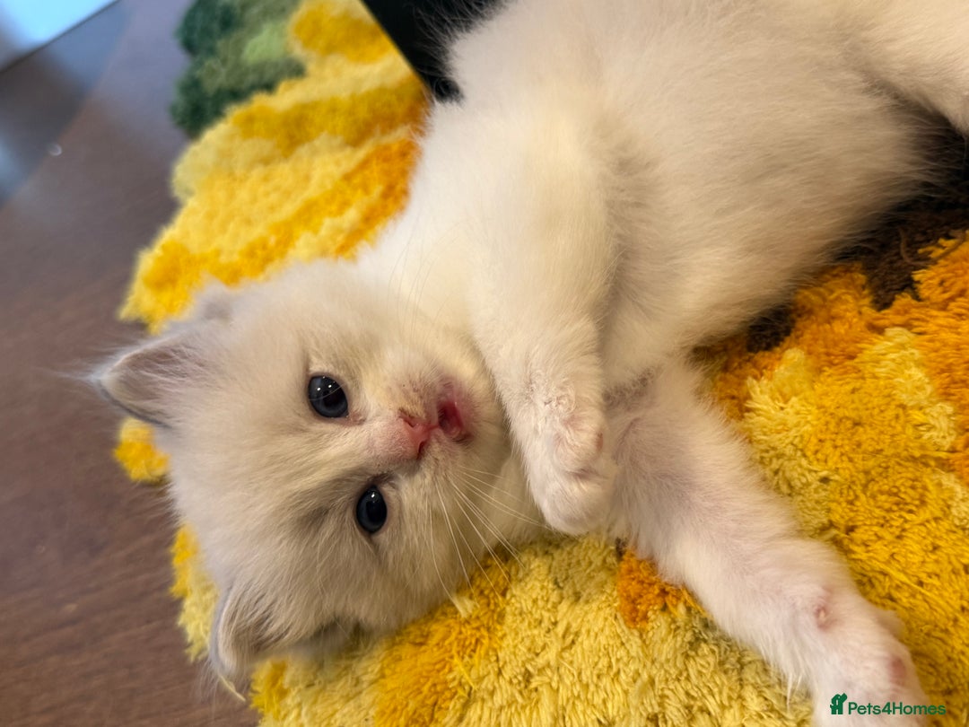 Ragdoll cats for sale: Beautiful Ragdoll gccf registered - Image 2