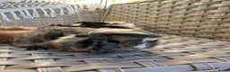 Guinea Pig rodents for sale: Handsome baby long haired male guinea pigs. - Advert 15