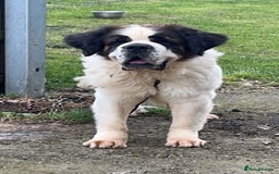 Saint Bernard dogs for stud: KC reg Big strong fluffy boy up for STUD (PROVEN) in Uttoxeter - Image 12