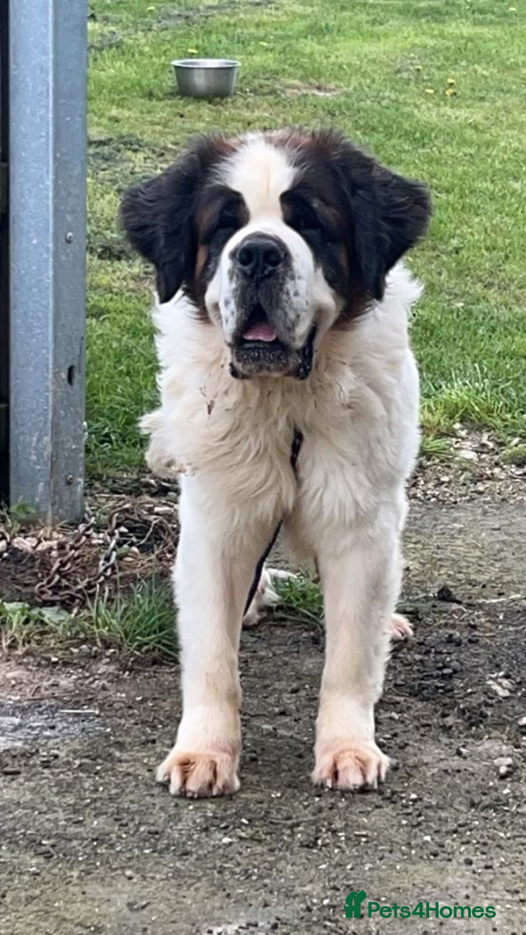 Saint Bernard dogs for stud: KC reg Big strong fluffy boy up for STUD (PROVEN) in Uttoxeter - Image 12