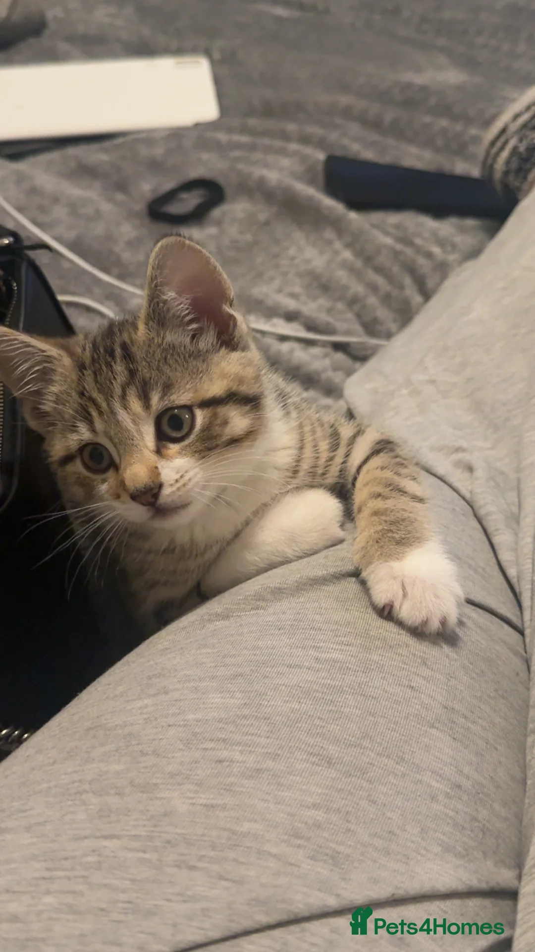 Mixed Breed cats for sale: 3 mixed tabby kittens for sale!  - Advert 8