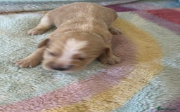 Cocker Spaniel dogs for sale: Kc cocker spaniels  - Image 12