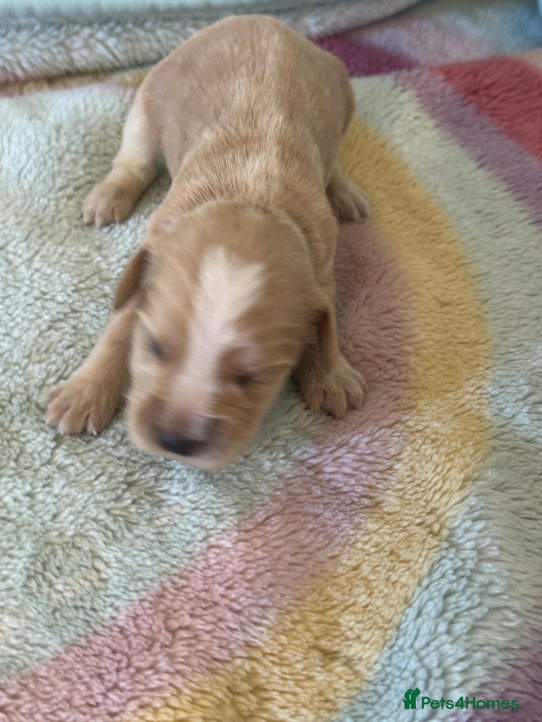 Cocker Spaniel dogs for sale: Kc cocker spaniels  - Image 12