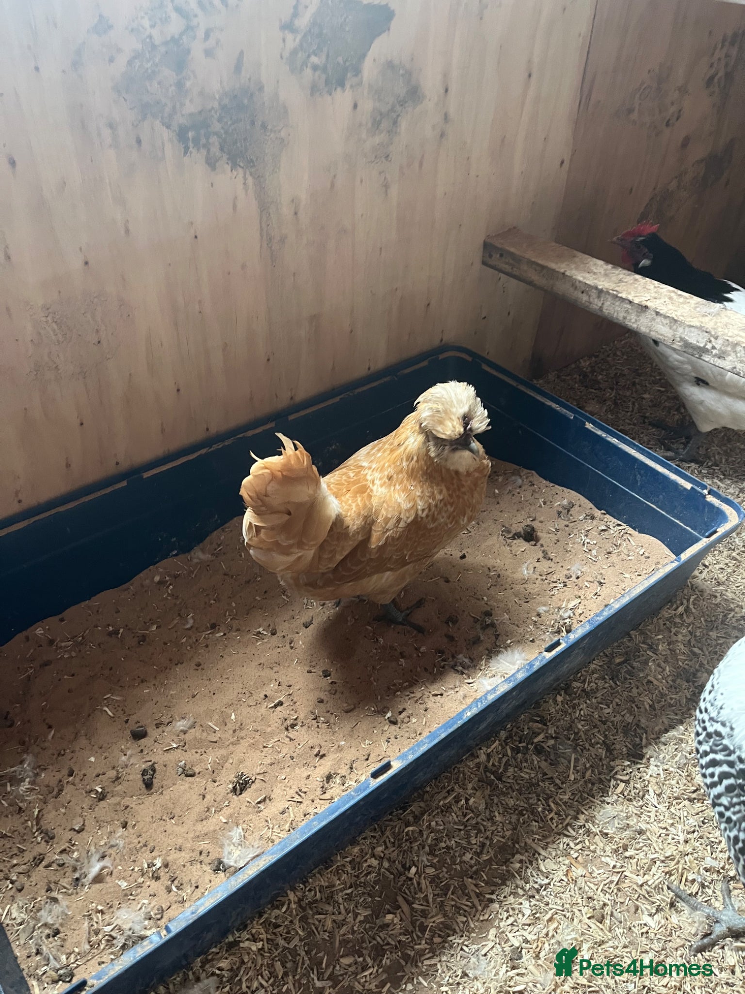 Chickens poultry for sale: Various breeds of chicken  - Advert 4