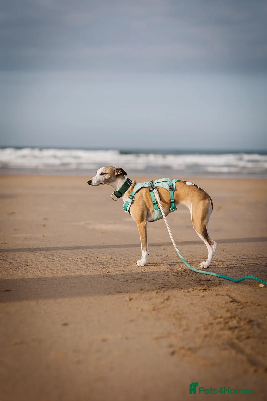 Whippet dogs for sale: KC Registered Small Whippet Puppies  - Advert 2