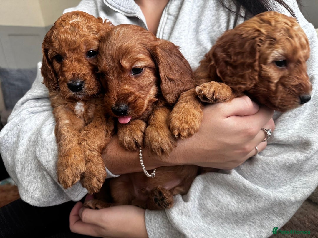 Cockapoo dogs for sale: Adorable F1B puppies born weekly pictures progress - Image 6