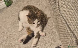 Mixed Breed cats for sale: Two inseparable kittens  - Image 4