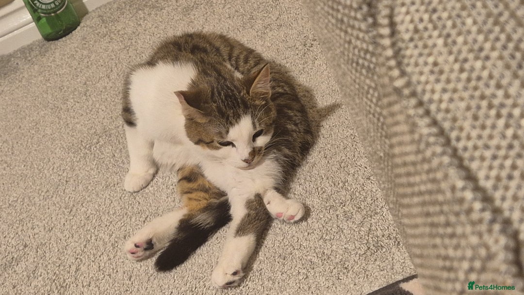 Mixed Breed cats for sale: Two inseparable kittens  - Image 4