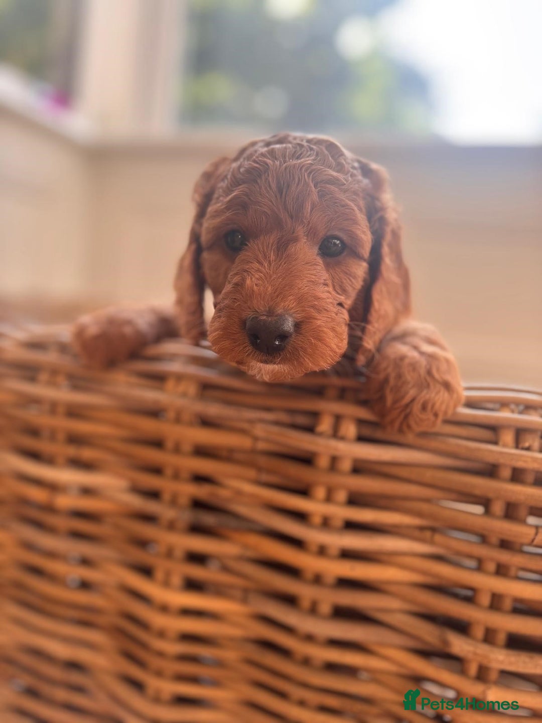 Cockapoo dogs for sale: Gorgeous Deep Red Cockapoos  - Image 5