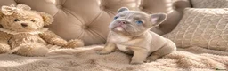 French Bulldog dogs for sale: LILAC,BLUE,FLUFFY - Advert 6