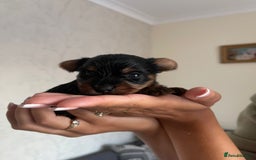 Yorkshire Terrier dogs for sale: Yorkshire terrier boys 🐶 - Advert 7