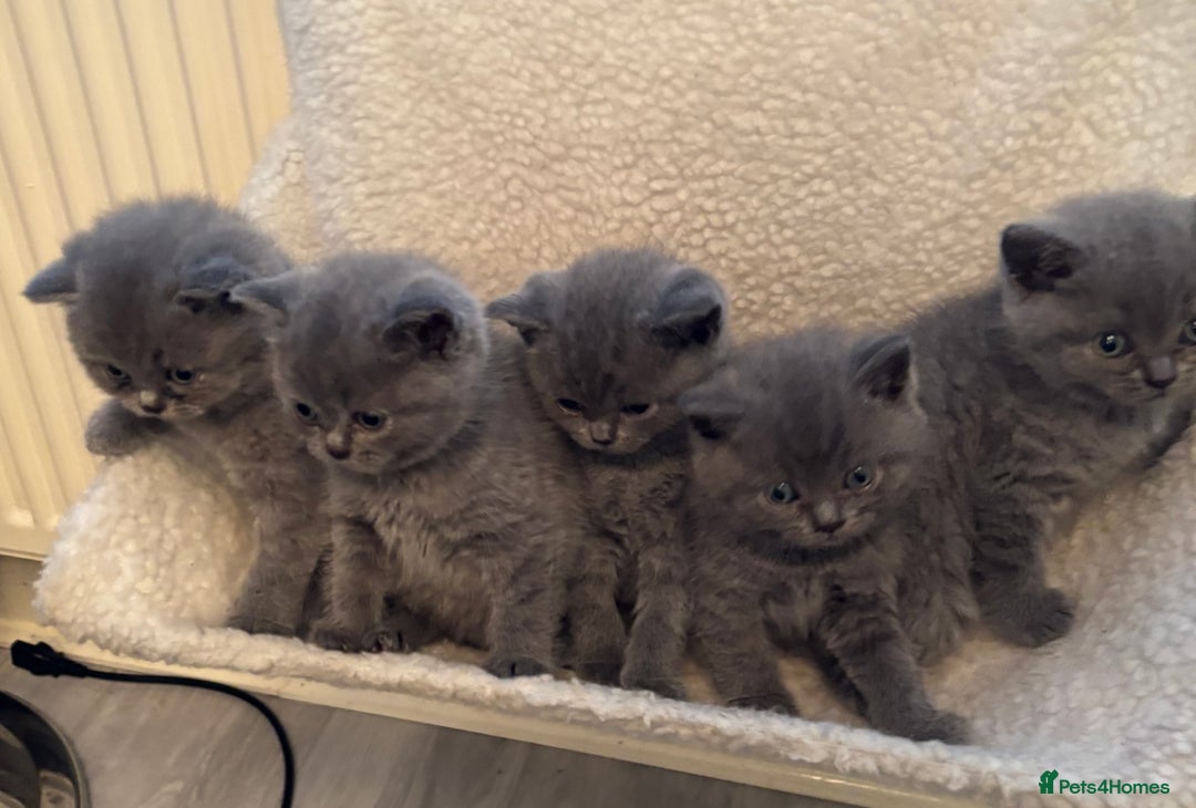 British Shorthair cats for sale: 6 beautiful playful BSH blue kittens - Advert 2