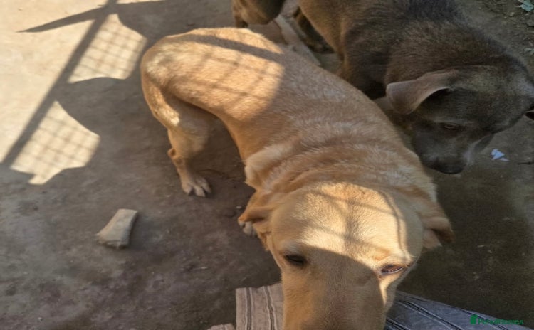 Labrador Retriever dogs - Advert 8