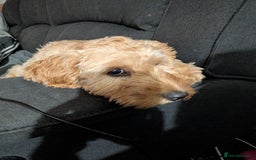 Mixed Breed dogs for sale: Cockerpoo female - Image 2