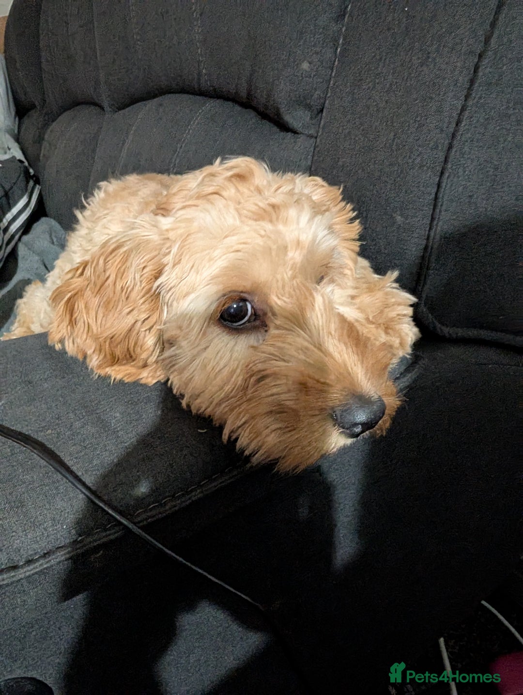 Mixed Breed dogs for sale: Cockerpoo female - Image 2