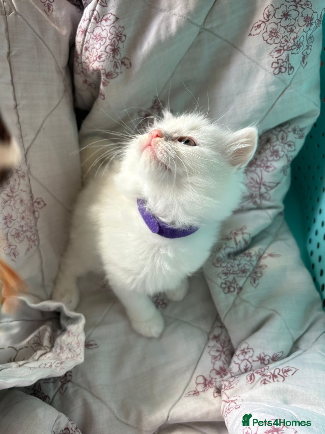 Ragdoll cats for sale: 2 left! Female Ragdoll mix kittens for sale  - Image 12