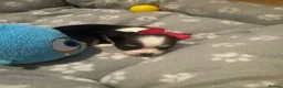 Chihuahua dogs for sale: Chihuahua Puppies Looking for Loving Homes in Portsmouth - Advert 5