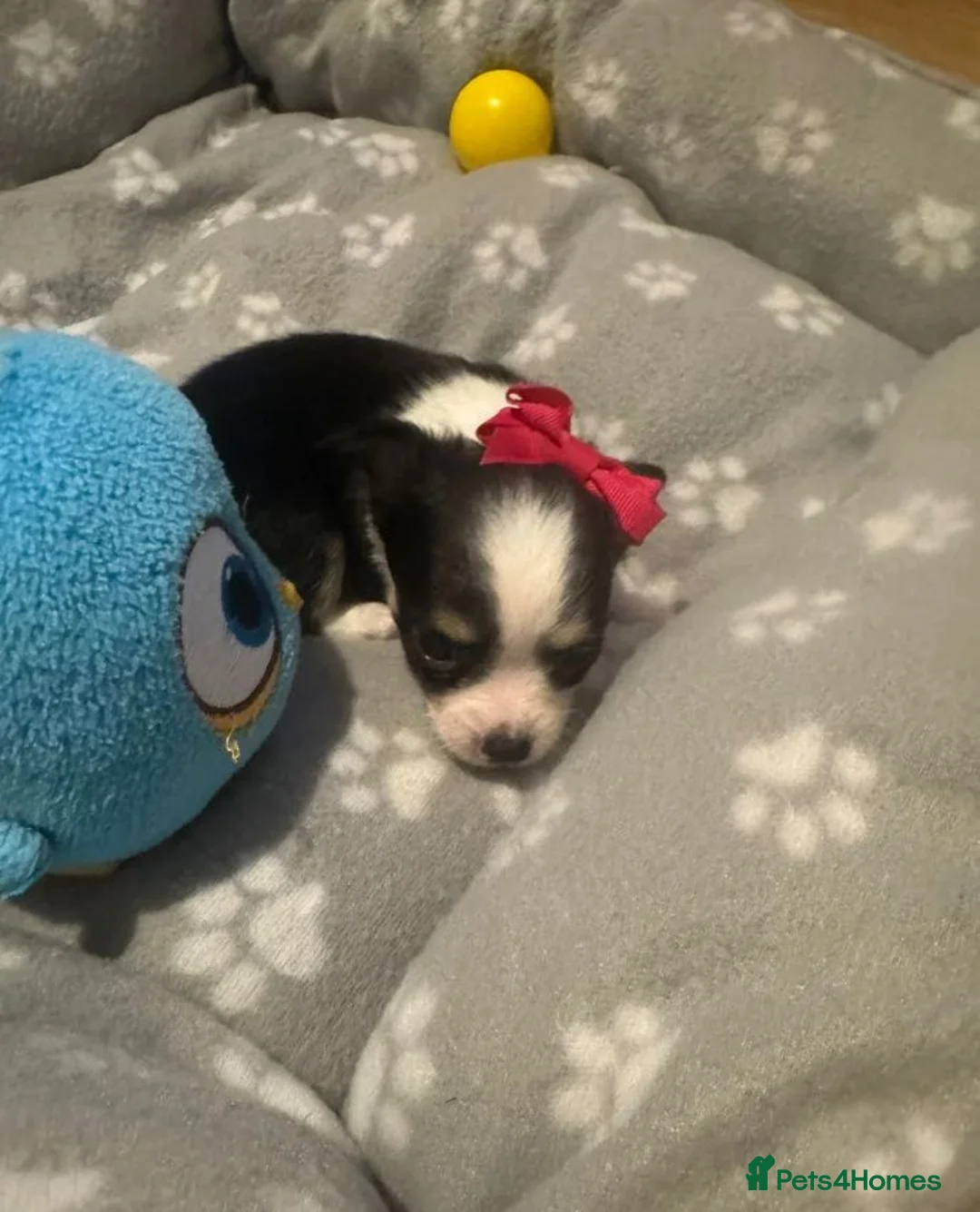 Chihuahua dogs for sale: Chihuahua Puppies Looking for Loving Homes in Portsmouth - Advert 5