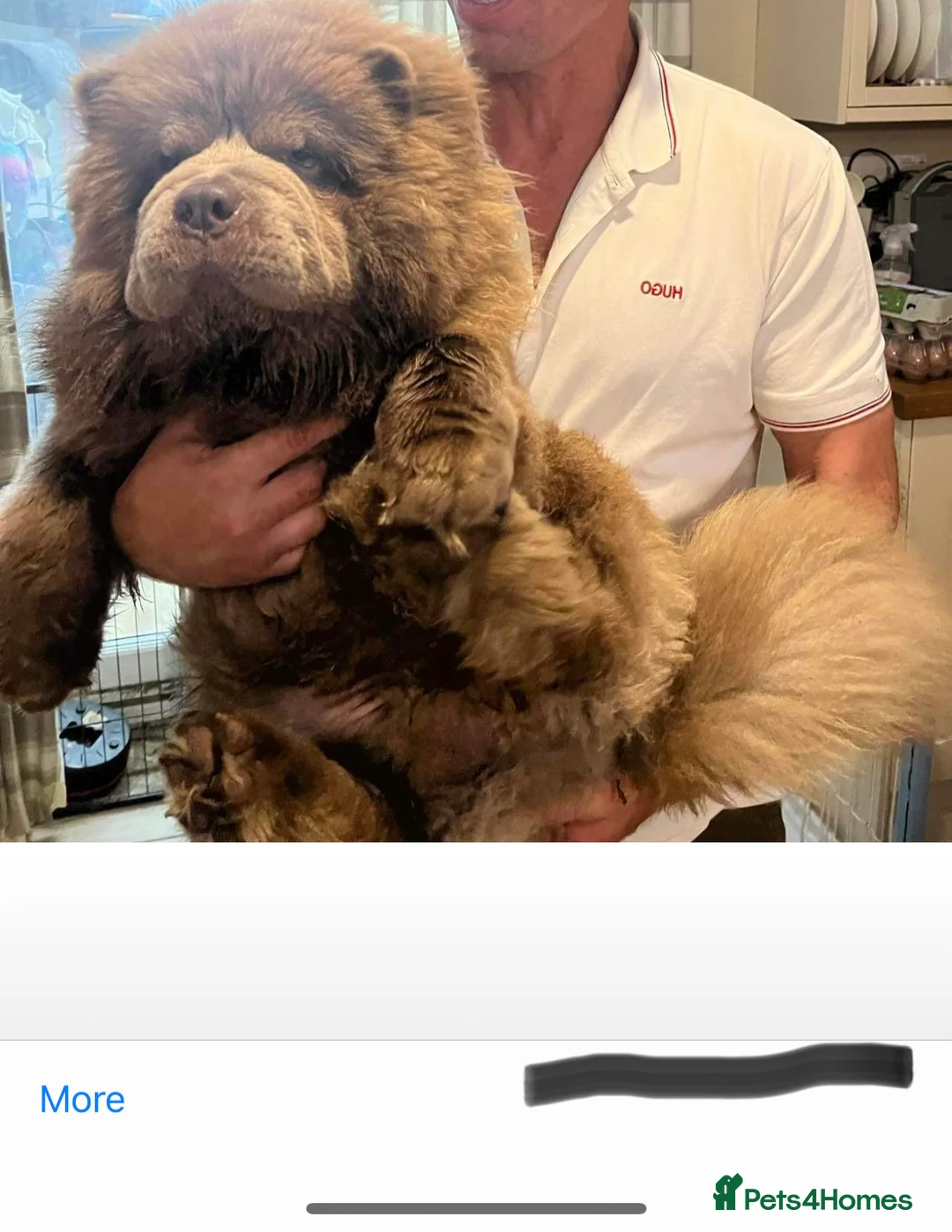 Chow Chow dogs for stud: stunning lilac chow stud in Doncaster - Advert 4