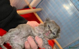 Maine Coon cats for sale: Tica maine coon kitten  - Advert 2