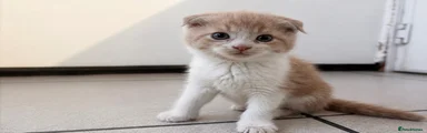 Scottish Fold Boy