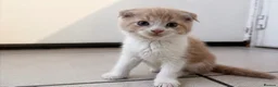Scottish Fold cats for sale: 🐾 Beautiful Scottish Mix Kittens 🐾 - Advert 15