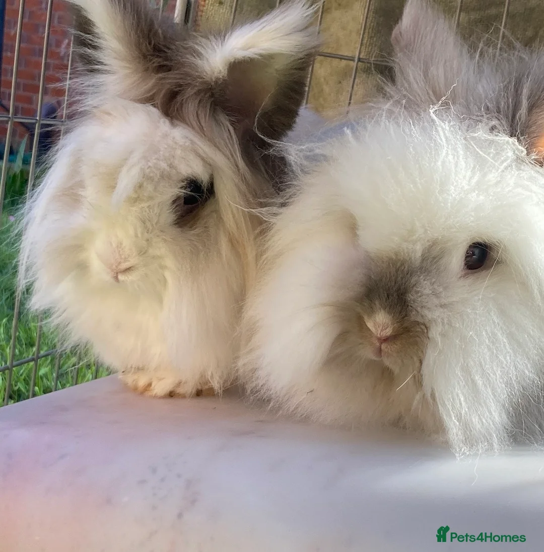 Lionhead rabbits for sale: Bonded Lionhead pair in Sheffield - Advert 1