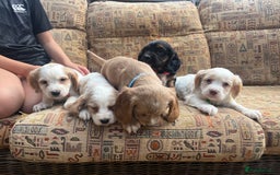 Cocker Spaniel dogs for sale: Stunning working cockers  - Image 1