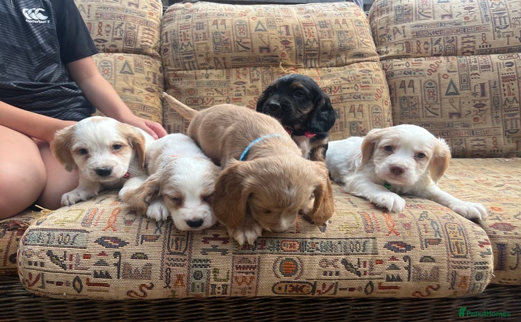 Cocker Spaniel dogs - Advert 15