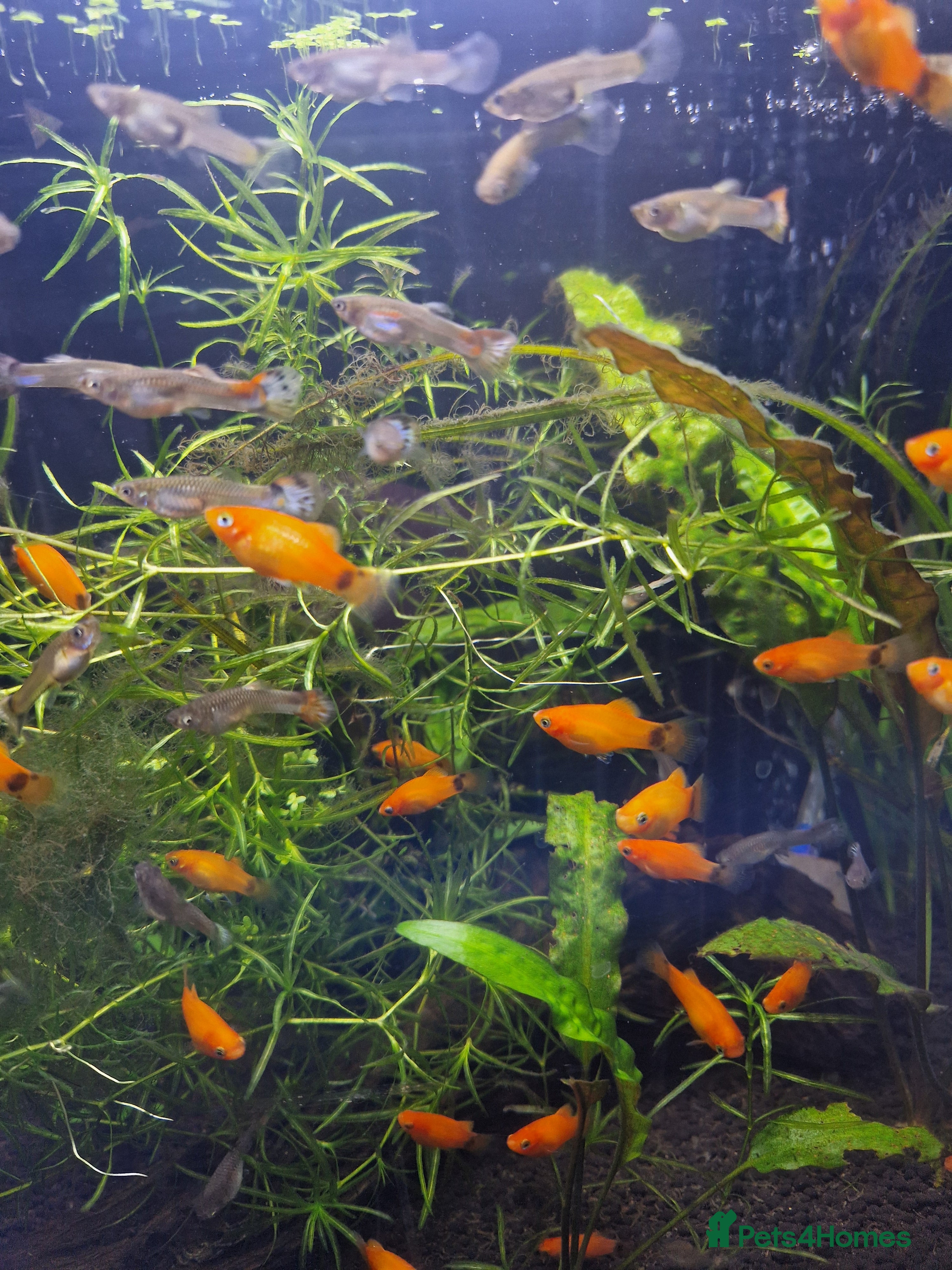 Live Bearers fish Platties  and Guppies  - Advert 5