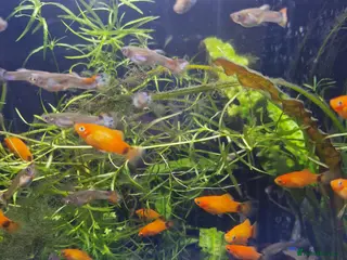 Live Bearers fish Platties and Guppies - Advert 3