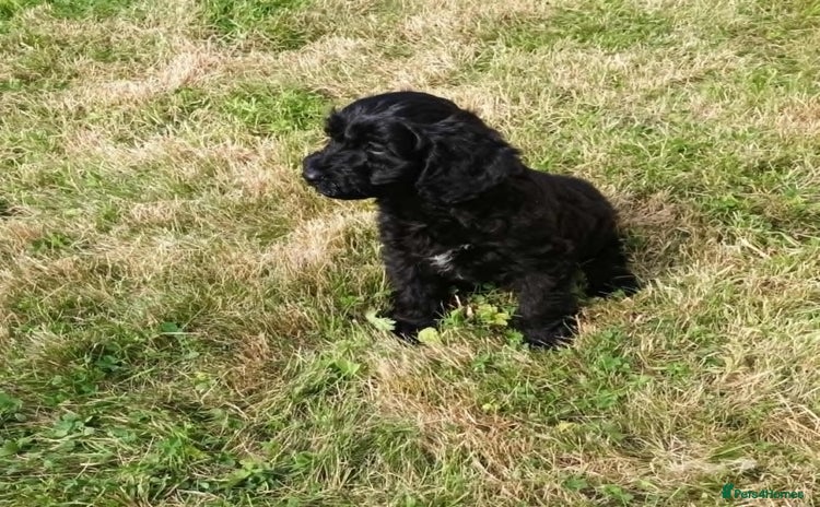 Cockapoo dogs - Advert 9
