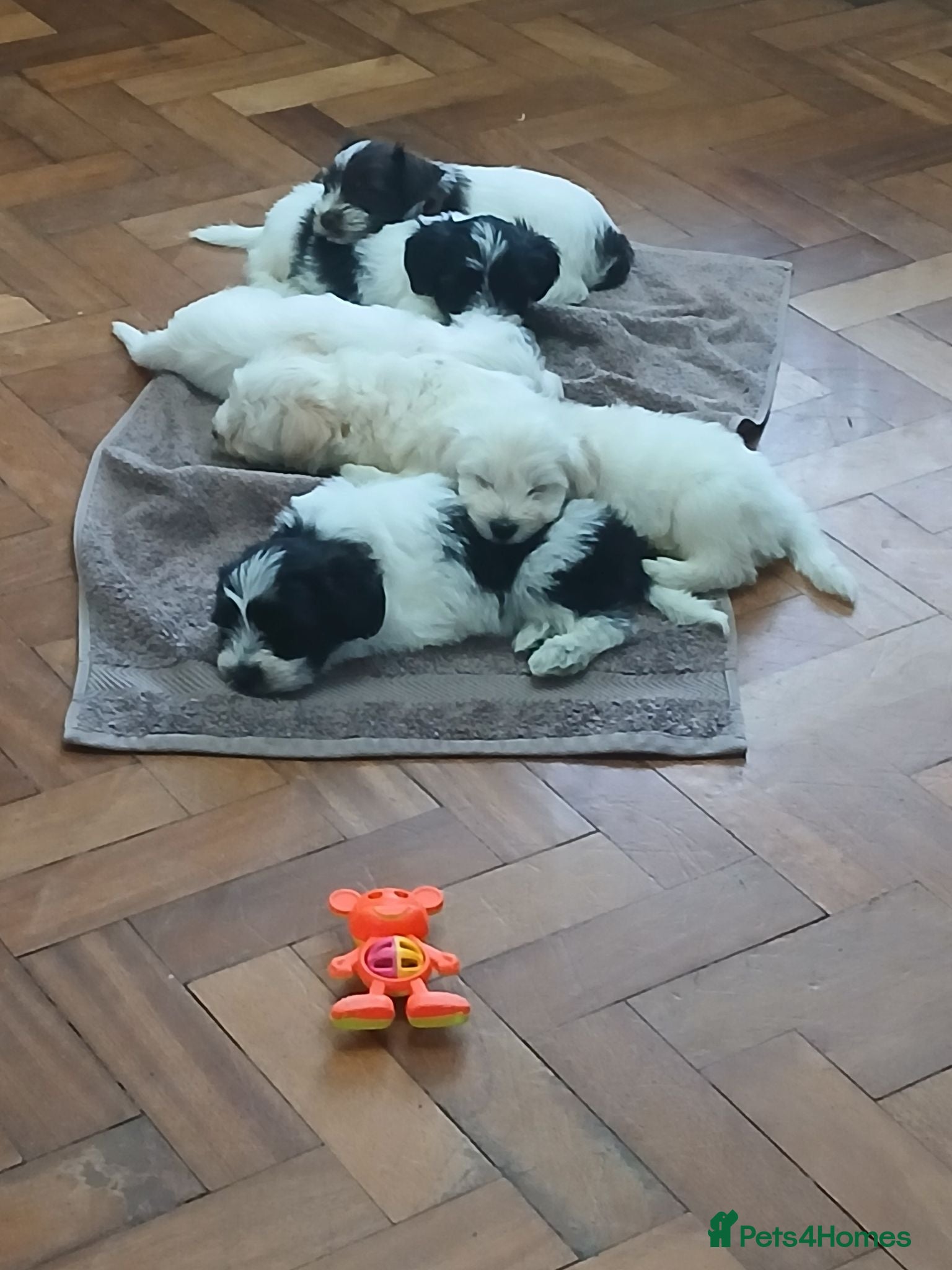 Miniature Schnauzer dogs Gorgeous kc registered miniature schnauzer puppies - Advert 1