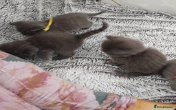 British Shorthair cats for sale: Blue British sorthair kittens available - Image 14