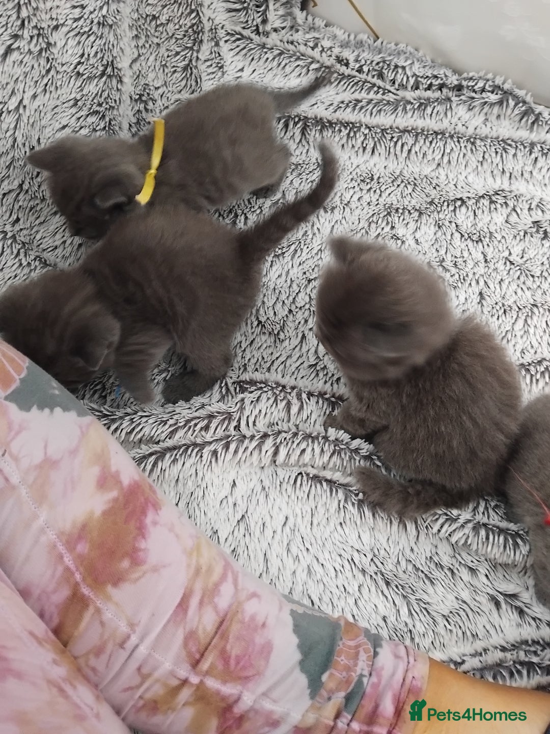 British Shorthair cats for sale: Blue British sorthair kittens available - Image 14