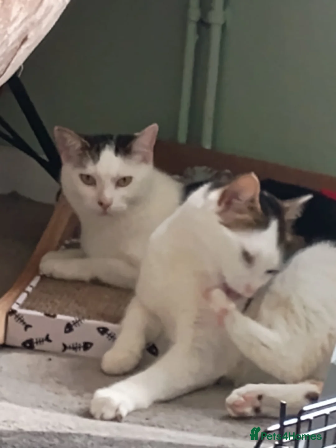 Mixed Breed cats for sale: Twin cats Louis and louise - Advert 1