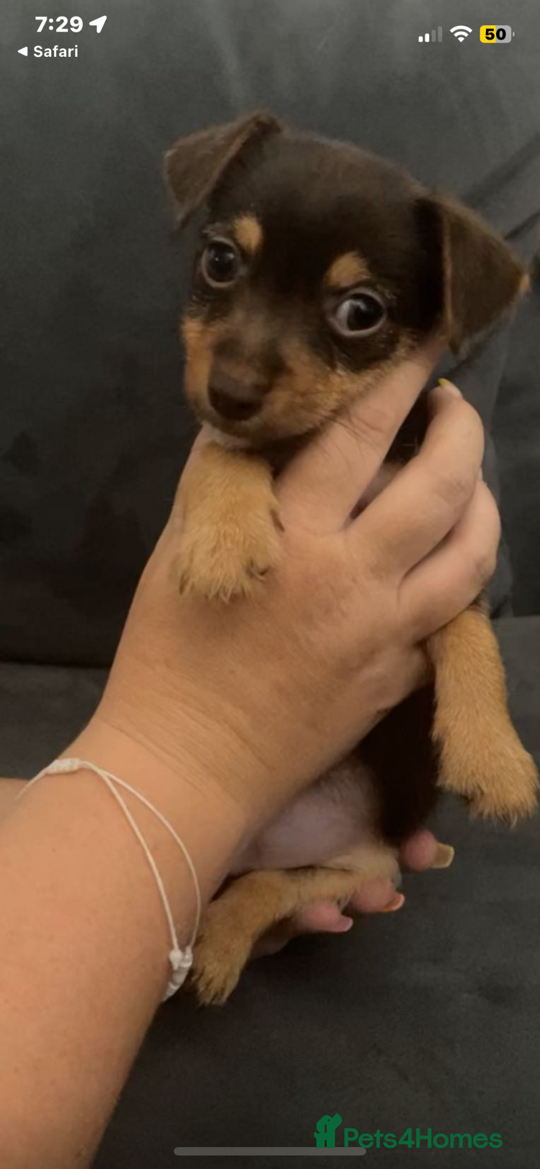 Jack Russell dogs for sale: #Readynow#Miniature Jack Yorkshire terrier pups in Sittingbourne - Image 13