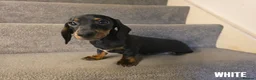 Miniature Dachshund dogs for sale: 3 Beautiful Girl Mini Dachshund - FULL Vaccinated in Manchester - Advert 3