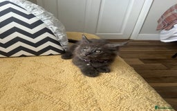 Maine Coon cats for sale: TICA registered Maine Coons, Ready end of August❤️ - Image 29