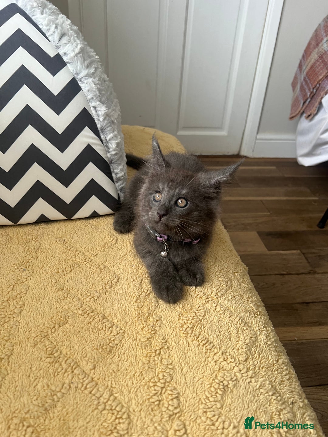Maine Coon cats for sale: TICA registered Maine Coons, Ready end of August❤️ - Image 29