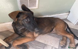 German Shepherd dogs for sale: Nova  - Image 5
